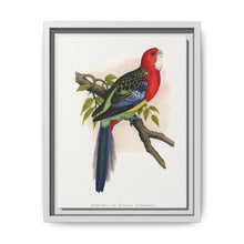 Rose-Hill or Rosella Parrakeet (Platycercus eximius) colored wood-engraved plate by Alexander Francis Lydon - NOMADEN ART GALLERY
