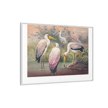 The African Wood Ibis from Zoological sketches (1861-1867) by Joseph Wolf and Philip Lutley Sclater
