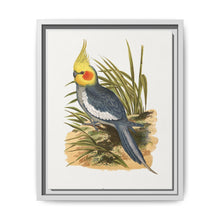 Cockatiel (Nymphicus hollandicus) colored wood-engraved plate by Alexander Francis Lydon - NOMADEN ART GALLERY