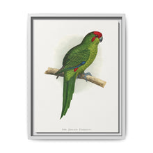 New Zealand Parrakeet (Cyanoramphus novaezelandiae) colored wood-engraved plate by Alexander Francis Lydon - NOMADEN ART GALLERY