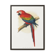 Red and Blue Macaw (Ara macao) colored wood-engraved plate by Alexander Francis Lydon - NOMADEN ART GALLERY