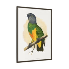 Senegal Parrot (Poicephalus senegalus) colored wood-engraved plate by Alexander Francis Lydon.