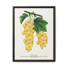 White grape lithograph. Digitally enhanced from our own original 1900 edition plates of Botanical Specimen published by Rochester Lithographing - NOMADEN ART GALLERY
