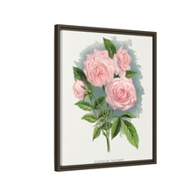 Pink rose, Clothilde Soupert lithograph. Digitally enhanced from our own original 1900 edition plates of Botanical Specimen published by Rochester Lithographing