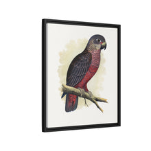 Dusky or Violet Parrot (Pionus fuscus) colored wood-engraved plate by Alexander Francis Lydon.