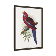 Pennant-Sittich (Platycercus elegans) farbige Holzstichplatte von Alexander Francis Lydon