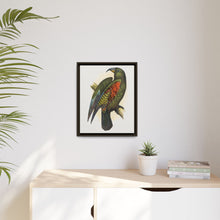Mountain Parrot (Nestor notabilis) colored wood-engraved plate by Alexander Francis Lydon