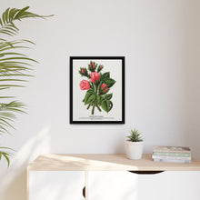 Pink roses, Crested Moss lithograph. Digitally enhanced from our own original 1900 edition plates of Botanical Specimen published by Rochester Lithographing