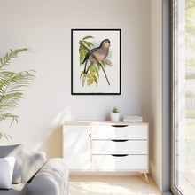 Bourke's Parrakeet (Neopsephotus bourkii) colored wood-engraved plate by Alexander Francis Lydon.