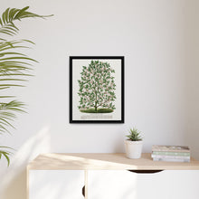 Hardy Magnolia tree lithograph. Digitally enhanced from our own original 1900 edition plates of Botanical Specimen published by Rochester Lithographing