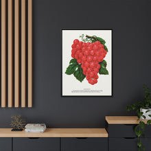 Vergennes grape lithograph. Digitally enhanced from our own original 1900 edition plates of Botanical Specimen published by Rochester Lithographing