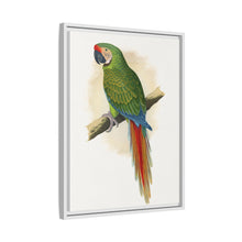 Soldatenara (Ara militaris) farbige Holzstichplatte von Alexander Francis Lydon