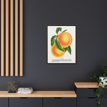 Champion plum lithograph from Botanical Specimen published by Rochester Lithographing