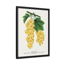 White Grape Lithograph | Vintage Botanical Wall Art Print