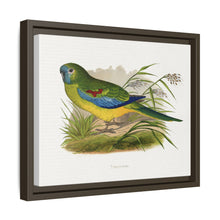 Turquoisine (Neophema pulchella) colored wood-engraved plate by Alexander Francis Lydon