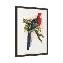Rose-Hill or Rosella Parrakeet (Platycercus eximius) colored wood-engraved plate by Alexander Francis Lydon