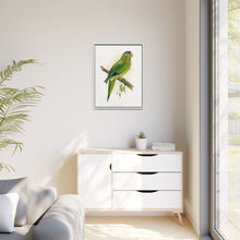 Petz's Conure (Aratinga canicularis) colored wood-engraved plate by Alexander Francis Lydon
