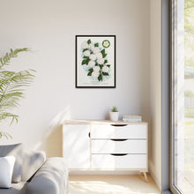Japanese snowball flower lithograph. Digitally enhanced from our own original 1900 edition plates of Botanical Specimen published by Rochester Lithographing