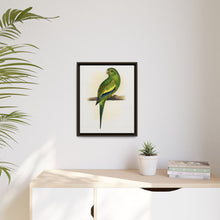 Canary-Winged Conure ( Brotogeris versicolurus) colored wood-engraved plate by Alexander Francis Lydon