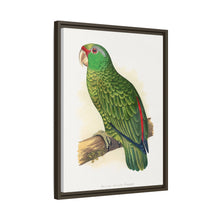 Placa xilográfica coloreada de periquito multicolor (Psephotellus varius) de Alexander Francis Lydon