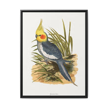 Cockatiel (Nymphicus hollandicus) colored wood-engraved plate by Alexander Francis Lydon - NOMADEN ART GALLERY