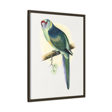 Barnard's Parrakeet (Barnardius barnardi) colored wood-engraved plate by Alexander Francis Lydon