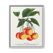 Gov Wood cherry lithograph. Digitally enhanced from our own original 1900 edition plates of Botanical Specimen published by Rochester Lithographing - NOMADEN ART GALLERY