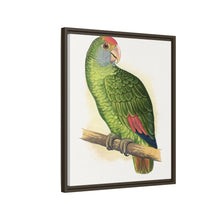 Dufresne's Amazon (Amazona dufresniana) colored wood-engraved plate by Alexander Francis Lydon
