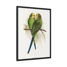 Budgerigar (Melopsittacus undulatus) colored wood-engraved plate by Alexander Francis Lydon