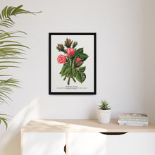 Pink roses, Crested Moss lithograph. Digitally enhanced from our own original 1900 edition plates of Botanical Specimen published by Rochester Lithographing