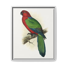 Red Shining Parrakeet (Prosopeia tabuensis) colored wood-engraved plate by Alexander Francis Lydon - NOMADEN ART GALLERY