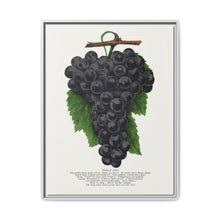 Early Ohio grape lithograph. Digitally enhanced from our own original 1900 edition plates of Botanical Specimen published by Rochester Lithographing - NOMADEN ART GALLERY