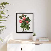 Pink roses, Crested Moss lithograph. Digitally enhanced from our own original 1900 edition plates of Botanical Specimen published by Rochester Lithographing