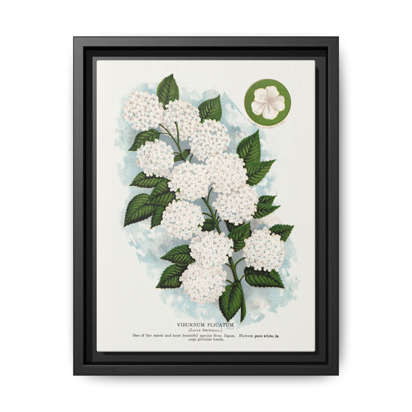 Japanese snowball flower lithograph. Digitally enhanced from our own original 1900 edition plates of Botanical Specimen published by Rochester Lithographing - NOMADEN ART GALLERY