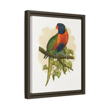 Blue Mountain Lory (Trichoglossus moluccanus) colored wood-engraved plate by Alexander Francis Lydon.
