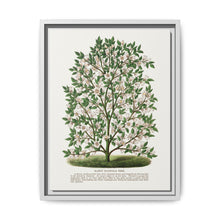 Hardy Magnolia tree lithograph. Digitally enhanced from our own original 1900 edition plates of Botanical Specimen published by Rochester Lithographing - NOMADEN ART GALLERY