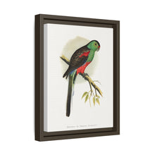 Beautiful or Paradise Parrakeet (Psephotus pulcherrimus) colored wood-engraved plate by Alexander Francis Lydon