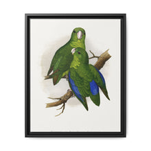 Passerine or Blue-winged Parrakeet (Psittacula columboides) colored wood-engraved plate by Alexander Francis Lydon - NOMADEN ART GALLERY