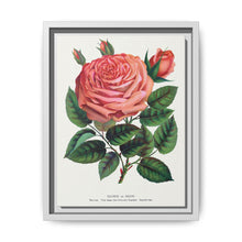 Pink rose, Glorie de Dijon lithograph. Digitally enhanced from our own original 1900 edition plates of Botanical Specimen published by Rochester Lithographing - NOMADEN ART GALLERY
