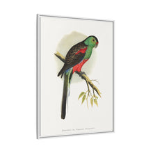 Beautiful or Paradise Parrakeet (Psephotus pulcherrimus) colored wood-engraved plate by Alexander Francis Lydon