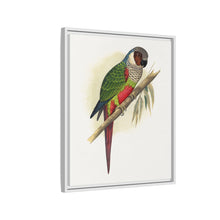 Placa xilográfica coloreada de la cotorra orejiblanca (Pyrrhura leucotis) de Alexander Francis Lydon 