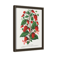 Prunus Triloba flower lithograph. Digitally enhanced from our own original 1900 edition plates of Botanical Specimen published by Rochester Lithographing