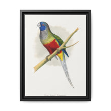 Blue Bonnet Parrakeet (Northiella haematogaster) colored wood-engraved plate by Alexander Francis Lydon. - NOMADEN ART GALLERY