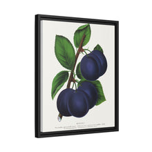 Niagara plum lithograph. Digitally enhanced from our own original 1900 edition plates of Botanical Specimen published by Rochester Lithographing