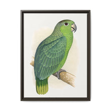 Mealy Amazon (Amazona farinosa) colored wood-engraved plate by Alexander Francis Lydon - NOMADEN ART GALLERY