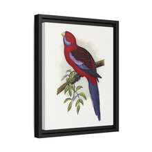Pennant's Parrakeet (Platycercus elegans) colored wood-engraved plate by Alexander Francis Lydon - NOMADEN ART GALLERY