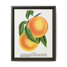 Champion plum lithograph from Botanical Specimen published by Rochester Lithographing - NOMADEN ART GALLERY