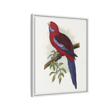 Pennant-Sittich (Platycercus elegans) farbige Holzstichplatte von Alexander Francis Lydon