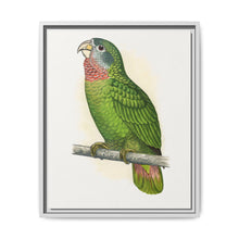 Jamaica Parrot (Amazona collaria) colored wood-engraved plate by Alexander Francis Lydon - NOMADEN ART GALLERY