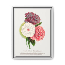 Double Althea in 3 colors lithograph. Digitally enhanced from our own original 1900 edition plates of Botanical Specimen published by Rochester Lithographing - NOMADEN ART GALLERY